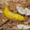 banana slug Diamond Paintings