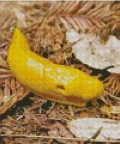 banana slug Diamond Paintings
