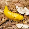 banana slug Diamond Paintings