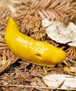 banana slug Diamond Paintings