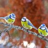 birds blue eurasian Diamond By Numbers