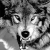 black and white growling wolf Diamond By Numbers