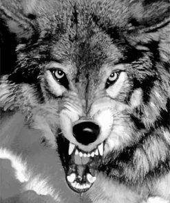 black and white growling wolf Diamond By Numbers