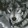 black and white growling wolf Diamond By Numbers