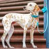 blond dalmatian Diamond By Numbers