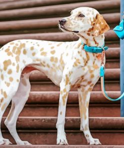 blond dalmatian Diamond By Numbers