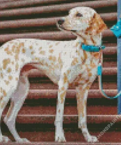 blond dalmatian Diamond By Numbers