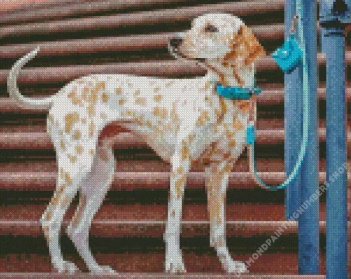 blond dalmatian Diamond By Numbers