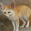blond fox Diamond By Numbers