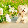 blond morkie Diamond By Numbers