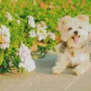 blond morkie Diamond By Numbers