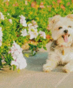 blond morkie Diamond By Numbers