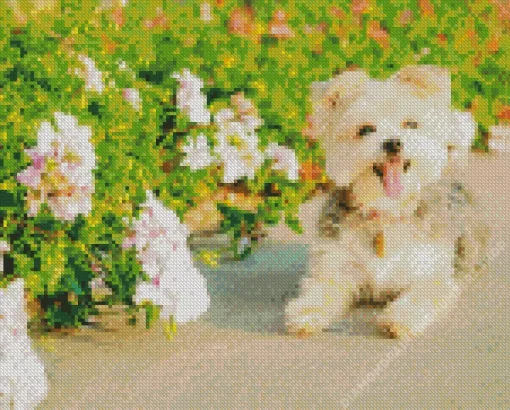 blond morkie Diamond By Numbers
