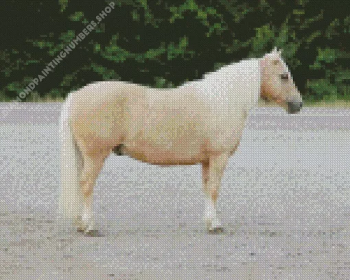 blonde pony Diamond With Numbers