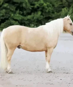 blonde pony Diamond With Numbers