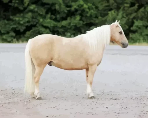 blonde pony Diamond With Numbers