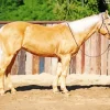 blonde stallion Diamond With Numbers