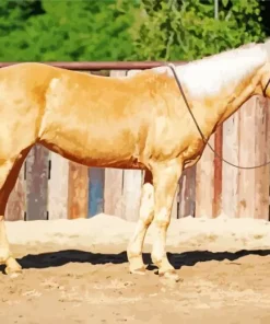 blonde stallion Diamond With Numbers
