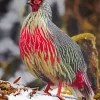 blood pheasant bird Diamond Paintings