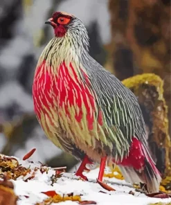 blood pheasant bird Diamond Paintings