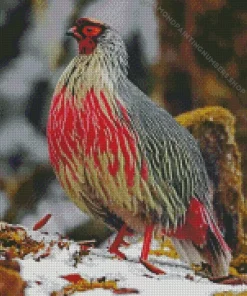 blood pheasant bird Diamond Paintings
