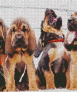 bloodhound puppies Diamond With Numbers