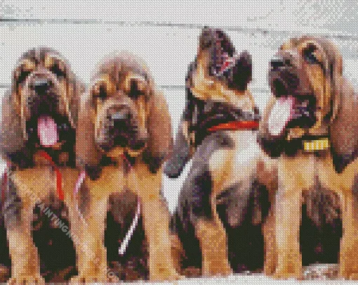 bloodhound puppies Diamond With Numbers