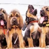 bloodhound puppies Diamond With Numbers