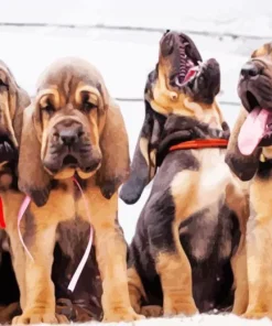 bloodhound puppies Diamond With Numbers