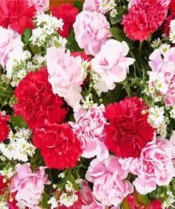 blooming carnation flowers Diamond Paintings