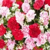 blooming carnation flowers Diamond Paintings