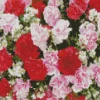 blooming carnation flowers Diamond Paintings