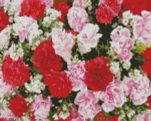 blooming carnation flowers Diamond Paintings