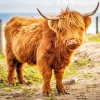 brown fluffy cow Diamond With Numbers