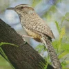 cactus wren Diamond With Numbers