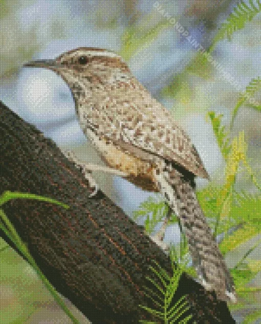 cactus wren Diamond With Numbers