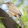 cactus wren Diamond With Numbers