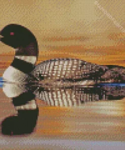 common loon Diamond With Numbers