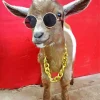 goat with sunglasses Diamond With Numbers