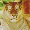 golden tiger Diamond Dotz