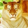 golden tiger Diamond Dotz