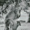 kangaroo in a pouch Diamond With Numbers