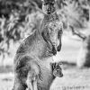 kangaroo in a pouch Diamond With Numbers