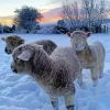 sheep in snow Diamond With Numbers