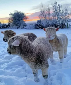 sheep in snow Diamond With Numbers