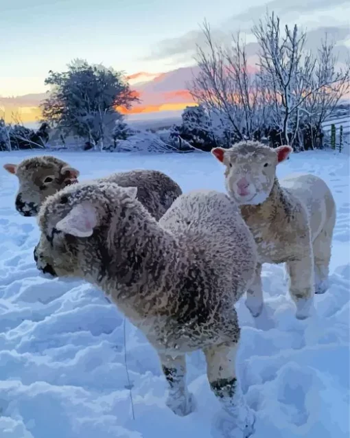 sheep in snow Diamond With Numbers