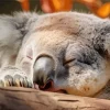tired koala Diamond Paints