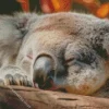 tired koala Diamond Paints