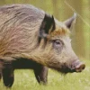 wild boar animal Diamond With Numbers
