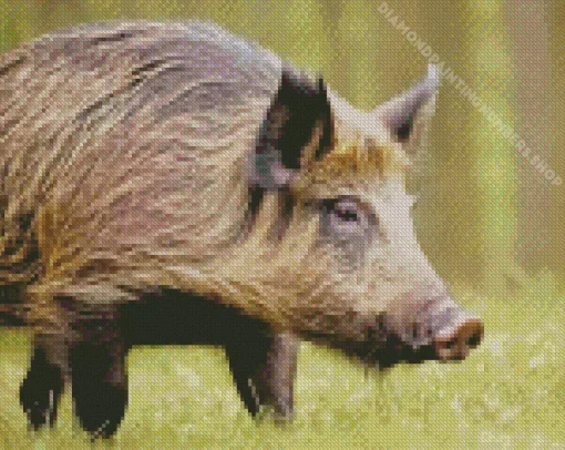wild boar animal Diamond With Numbers